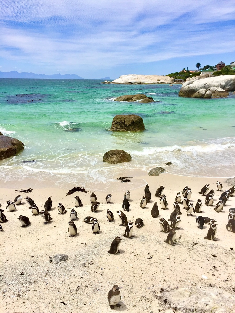 Pingviner på Boulders Beach, Kapstaden